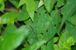 Image of Ghilianella oblongata Maldonado 1993