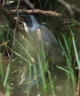 Image of Dwarf Bittern