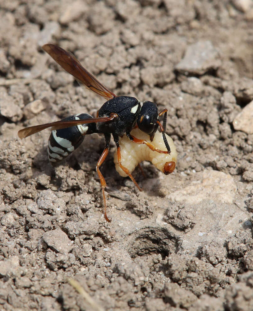 Sivun Tropidodynerus interruptus (Brulle 1832) kuva