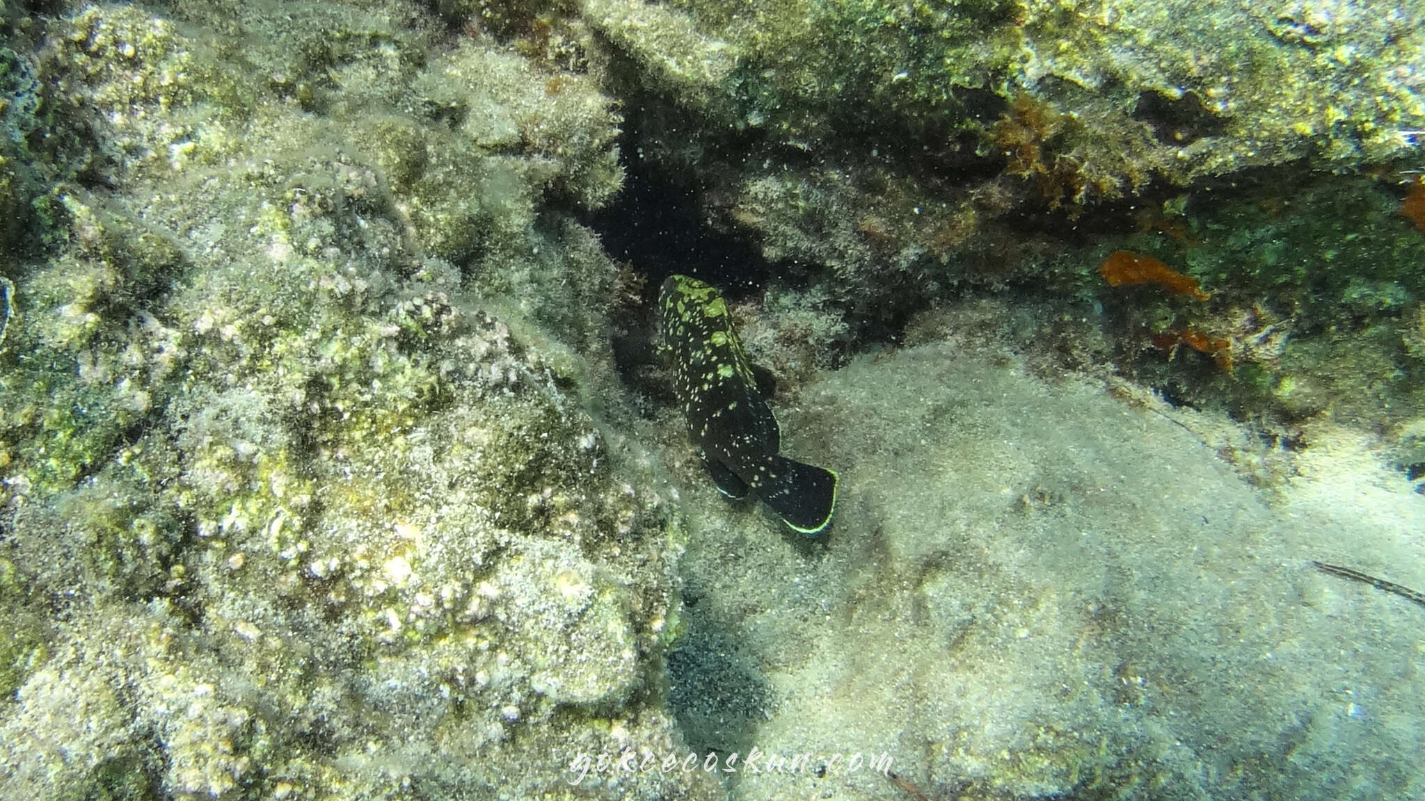 Image of Dusky Grouper