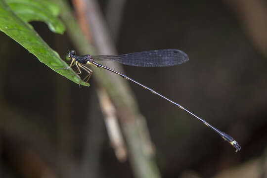 Image of Protosticta nigra Kompier 2017