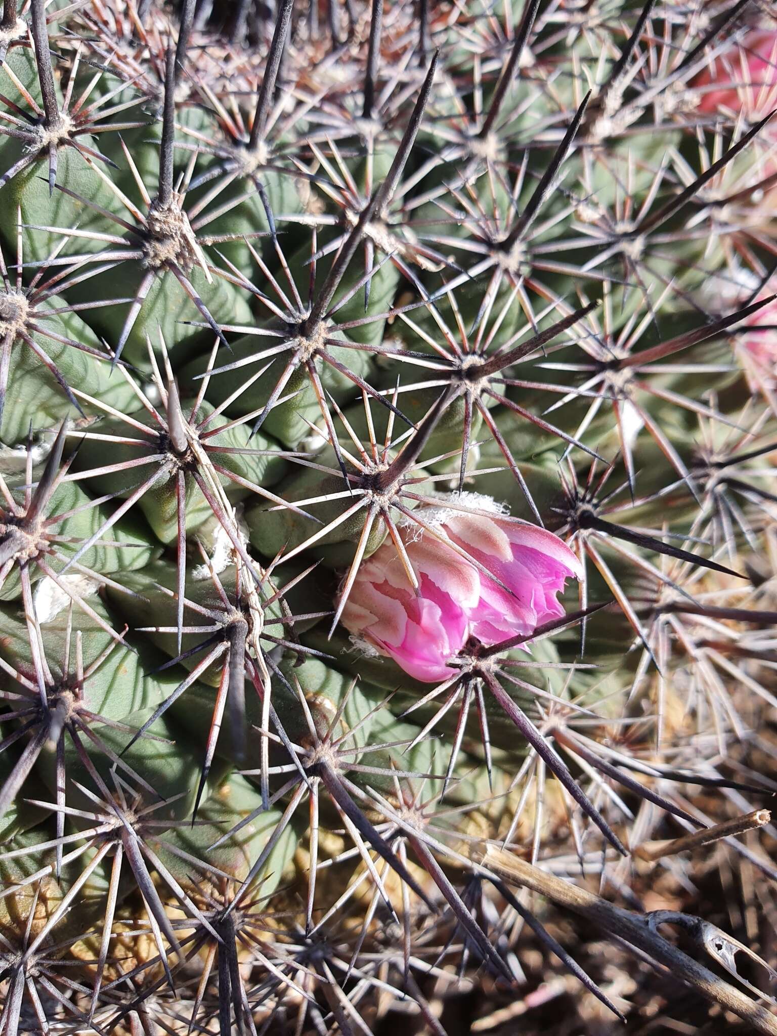 Image of Mammillaria melanocentra Poselg.