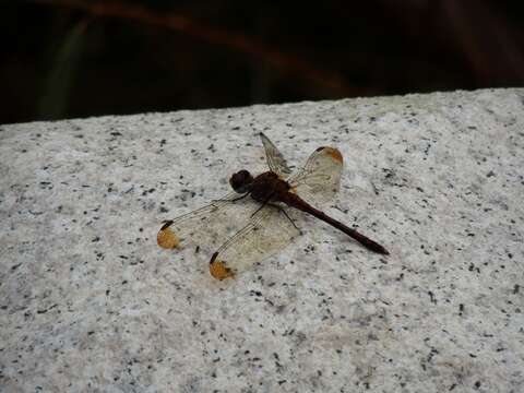 Image of Sympetrum infuscatum (Selys 1883)