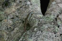 Image of Medway's Emo Skink