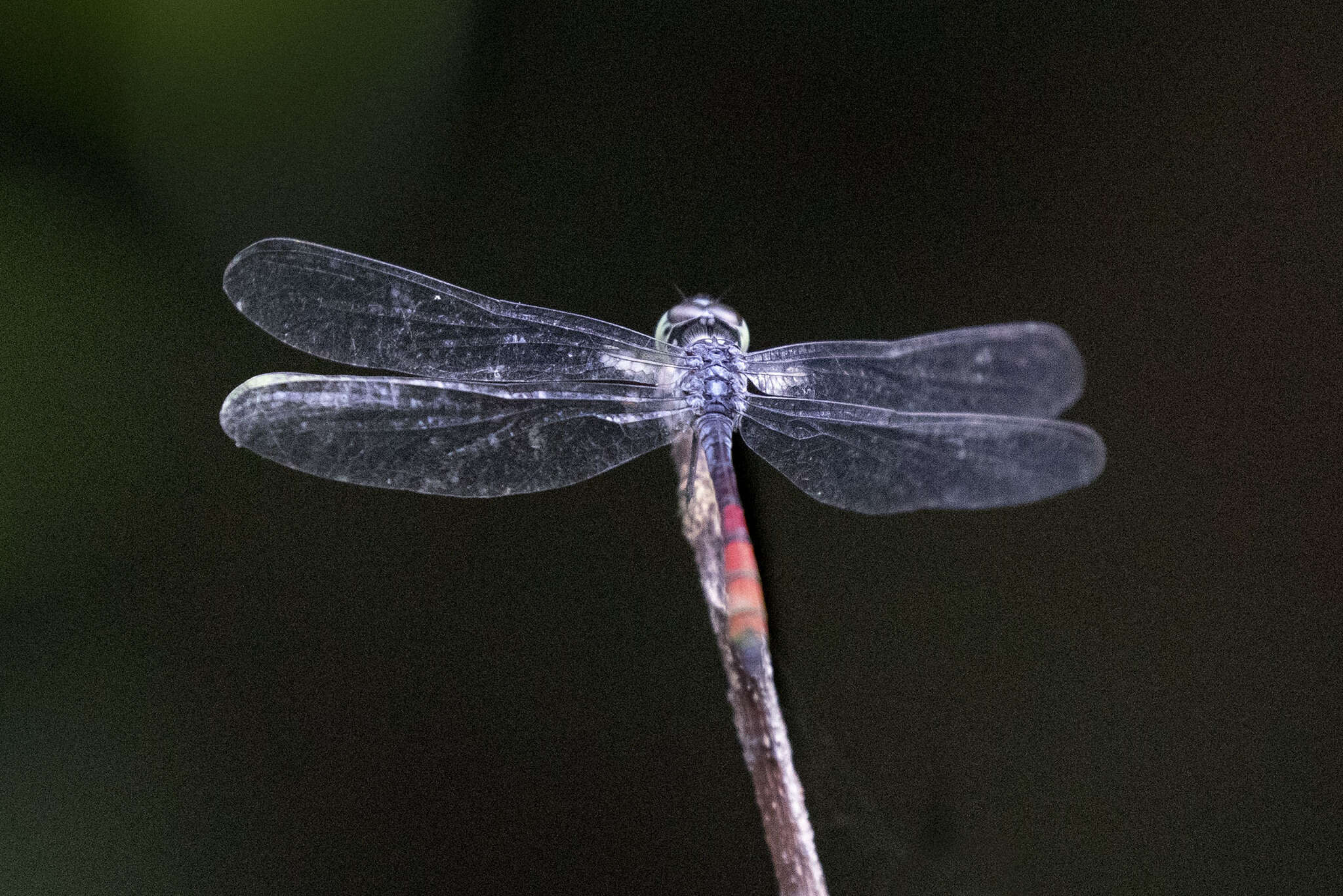 Nesoxenia lineata (Selys 1879) resmi