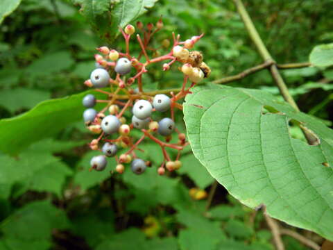 Image of roundleaf dogwood