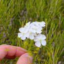 Image of Drosera hirsuta Lowrie & Conran