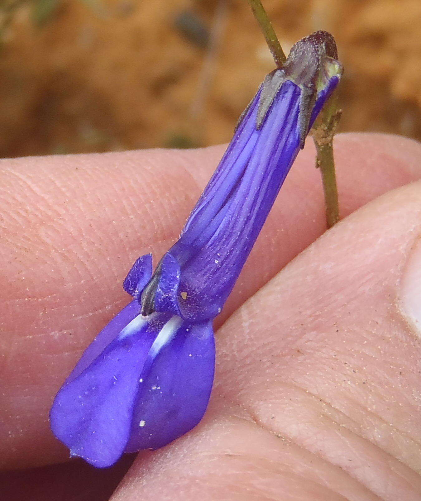 Lobelia chamaepitys var. chamaepitys resmi