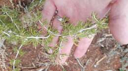 Image of Asparagus burchellii Baker