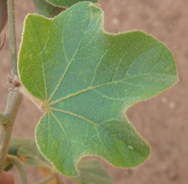 Imagem de Thespesia garckeana F. Hoffm.