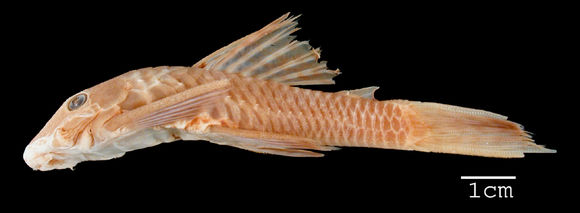 269.7983 ancistrus cirrhosus dubius st jpg.580x360