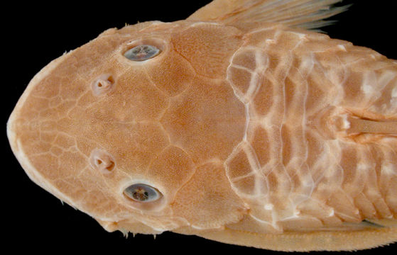 269.7983 ancistrus cirrhosus dubius st dor jpg.580x360