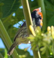 صورة Batis capensis hollidayi Clancey 1952