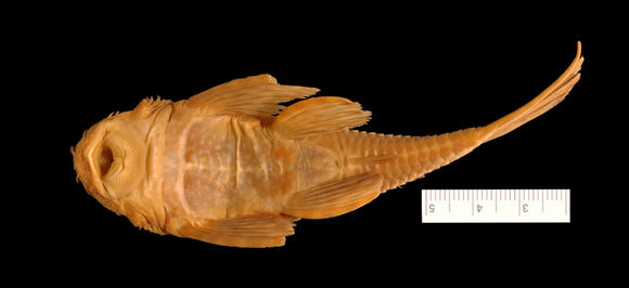 269.7993 ancistrus cirrhosus dubius ht jpg.580x360