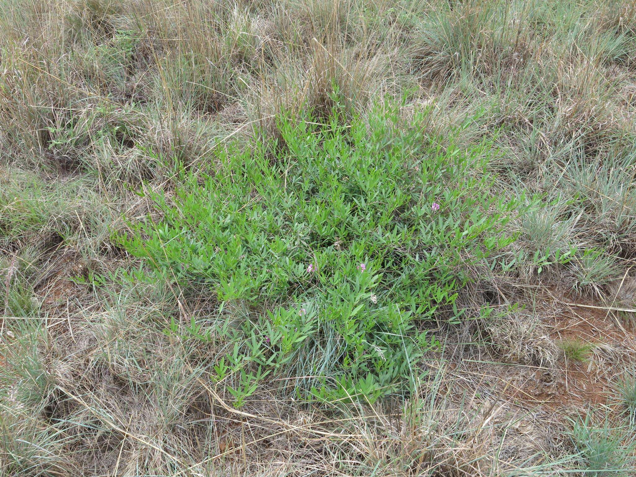 Image of Vigna vexillata var. vexillata