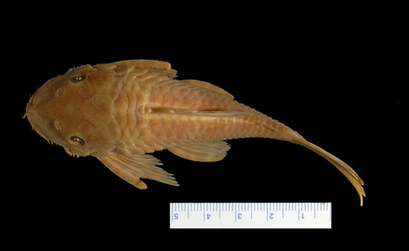 Image of <i>Ancistrus cirrhosus</i> var. <i>dubius</i> Eigenmann & Eigenmann 1889