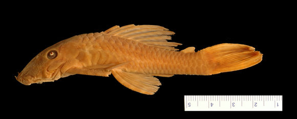 269.7993 ancistrus cirrhosus dubius lat ht jpg.580x360