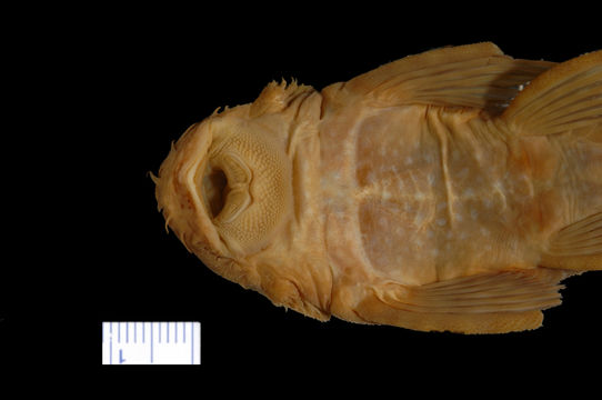 269.7993 ancistrus cirrhosus dubius mouth ht jpg.580x360