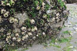 Image of thatched barnacle