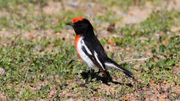 Image of Red-capped Robin