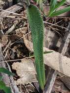 Image of Caladenia behrii Schltdl.