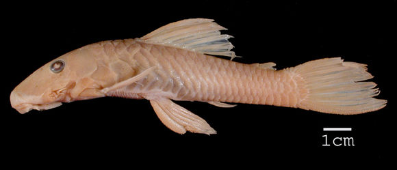 269.8026 ancistrus chagresi st jpg.580x360