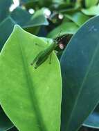 Image of Grasshopper