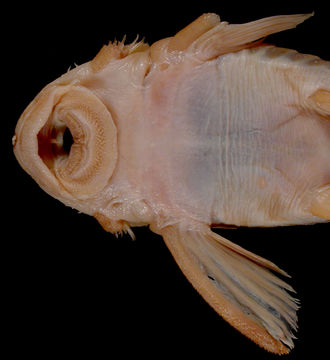 Image of <i>Ancistrus chagresi</i> Eigenmann & Eigenmann 1889