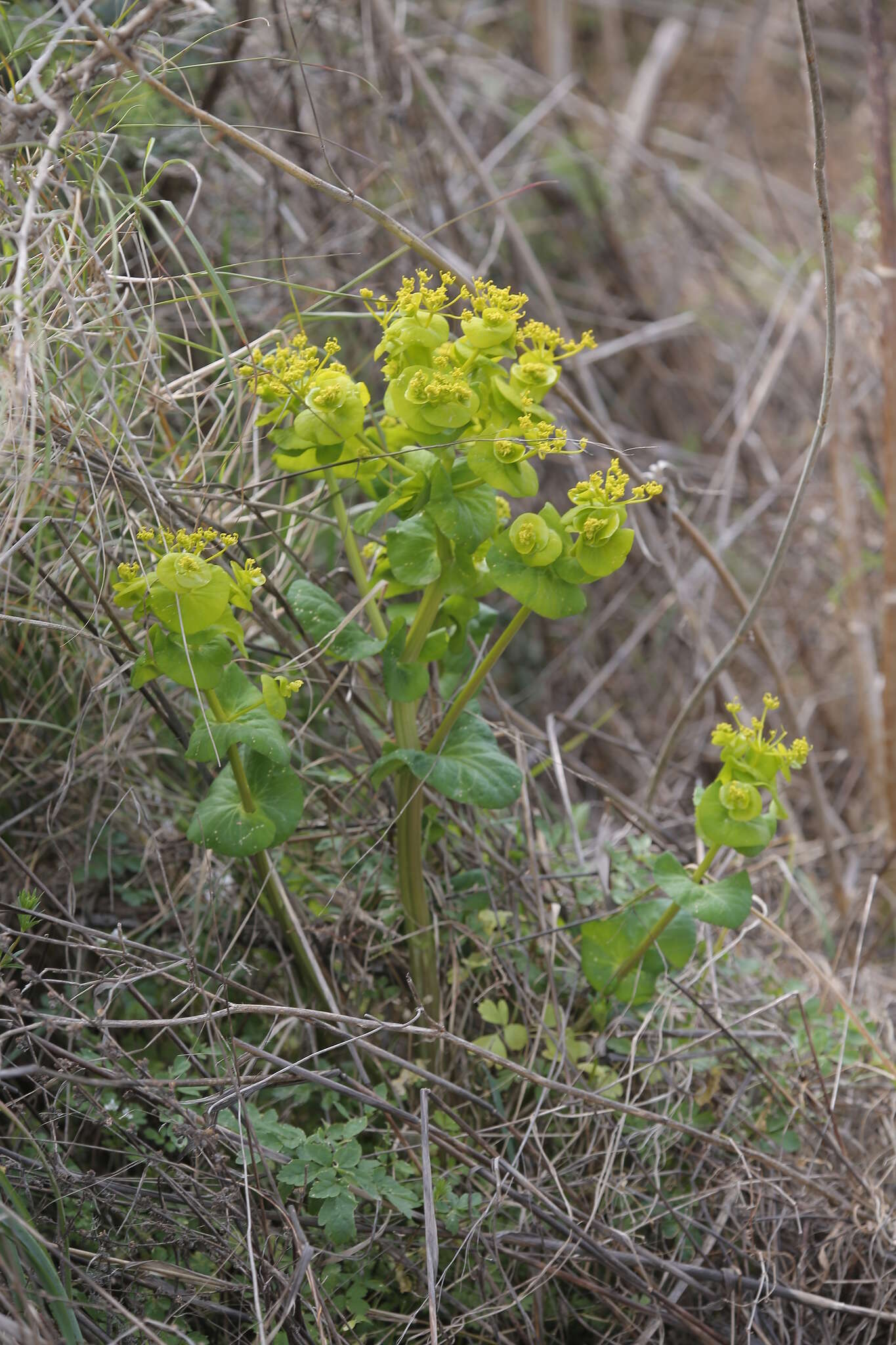 Image of Smyrnium perfoliatum subsp. rotundifolium (Mill.) Bonnier & Layens