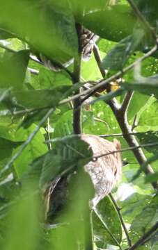 Image of Santa Marta Screech Owl