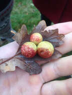 Image of cherry gall