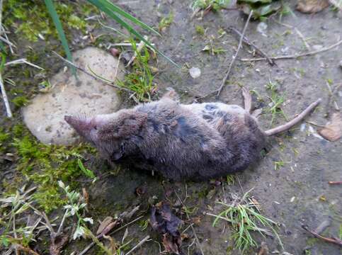 Image of jersey shrew, french shrew, millets shrew