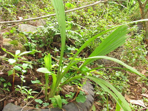 Image of Dove orchid