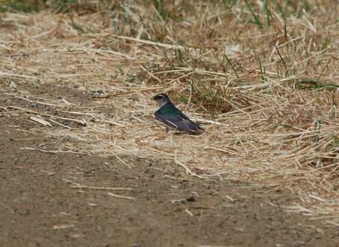 Image of Violet-green Swallow