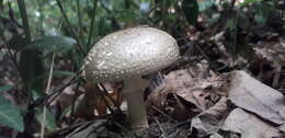 Image of Amanita franchetii (Boud.) Fayod 1889