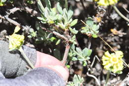 Image of rock buckwheat