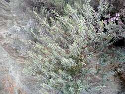 Image of Veronica pimeleoides subsp. faucicola (Kellow & Bayly) Garn.-Jones