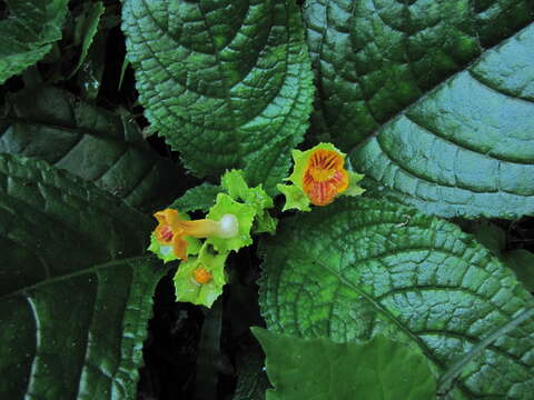 Image of Chrysothemis friedrichsthaliana (Hanst.) H. E. Moore