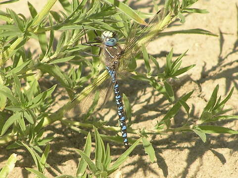 Image of Variable Darner