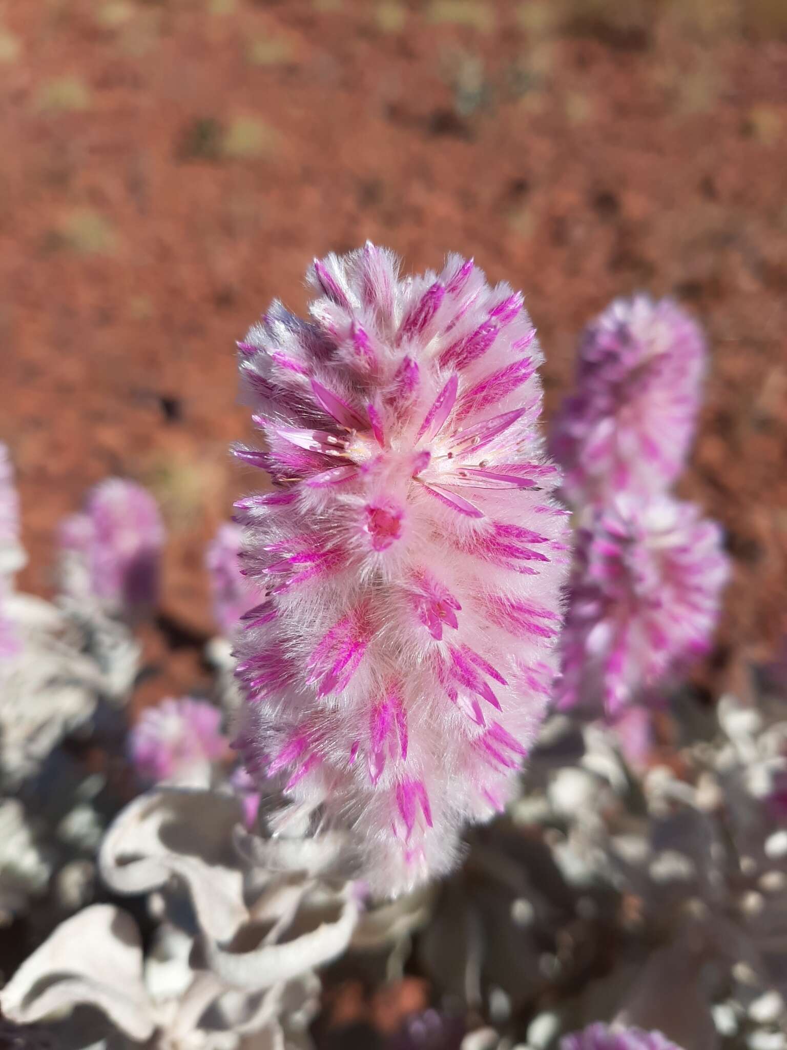 Image of Ptilotus rotundifolius (F. Müll.) F. Müll.