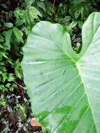 Alocasia odora (G. Lodd.) Spach resmi