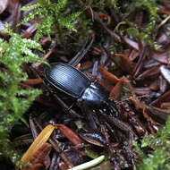 Plancia ëd Pterostichus (Hypherpes) algidus Le Conte 1853