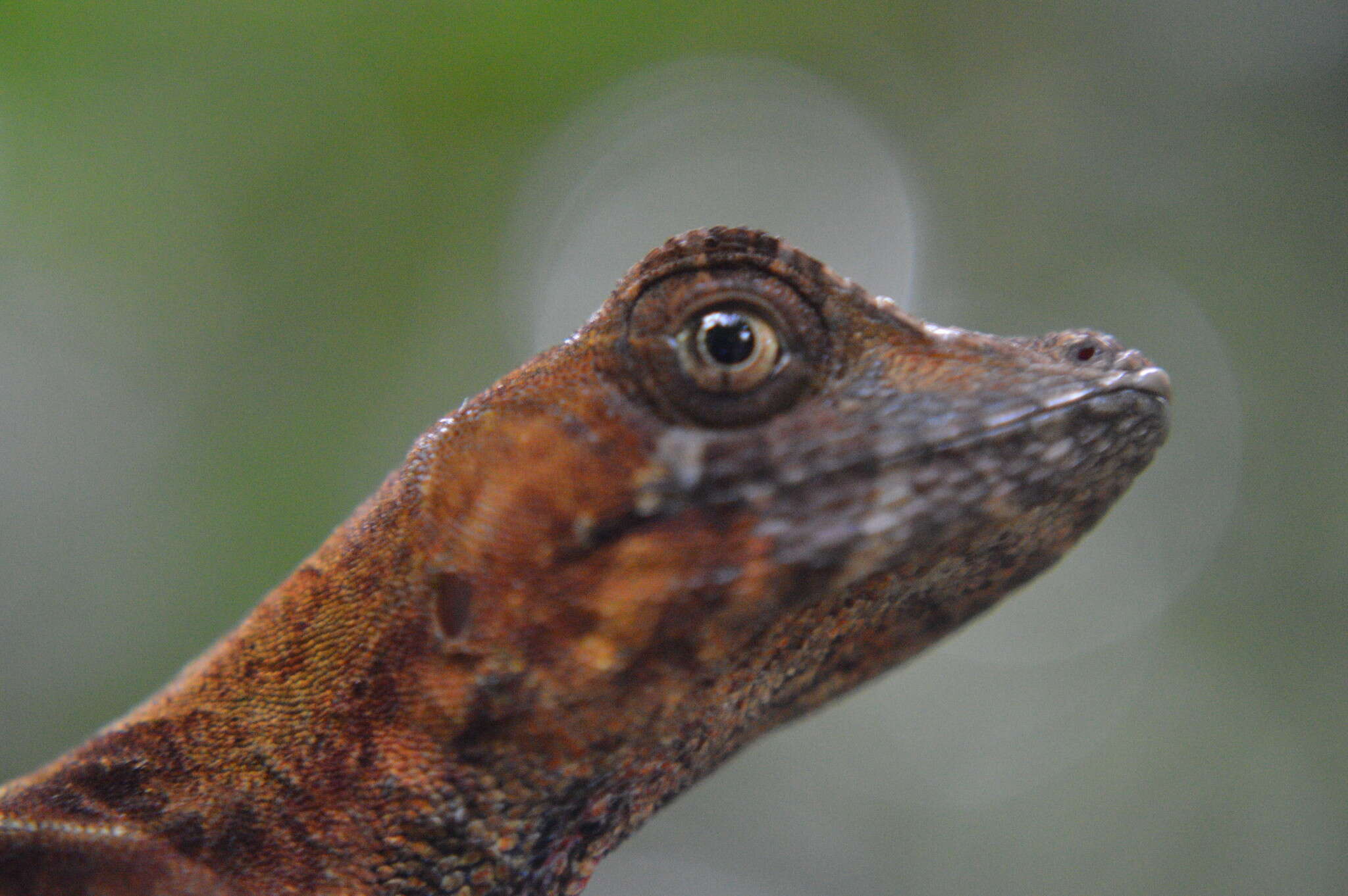 Слика од Anolis scypheus Cope 1864