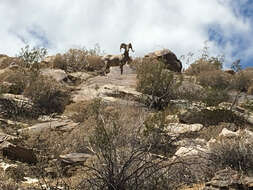 Image of Desert bighorn sheep