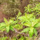 Image of Sonchus ortunoi Svent.