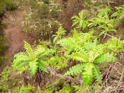 Image of Sonchus ortunoi Svent.