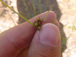 Scleria pauciflora Muhl. ex Willd. resmi