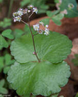 Image of Crassula umbella Jacq.