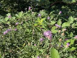 Image of <i>Centaurea gerstlaueri</i>