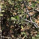 Image of Grey-leaved wormbush